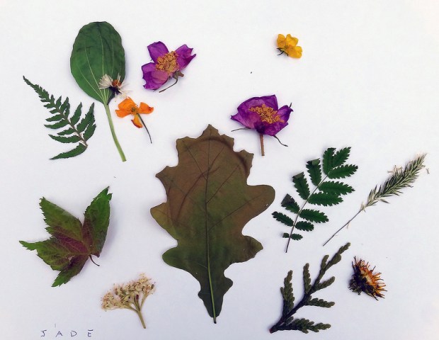 Pressed Plants / 2